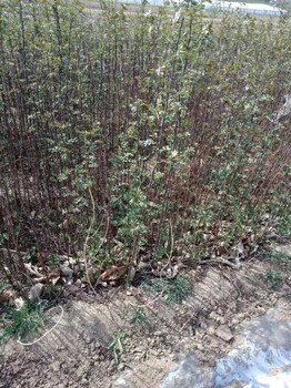 貴州哪里有花椒苗批發(fā)價(jià)格大椒