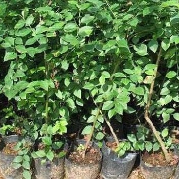 江蘇供應藍莓苗報價