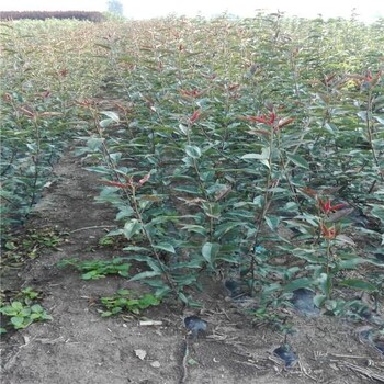 江西梨樹苗種植基地梨苗基地批發(fā)