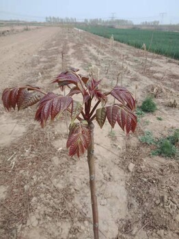 湖南香椿苗种植基地