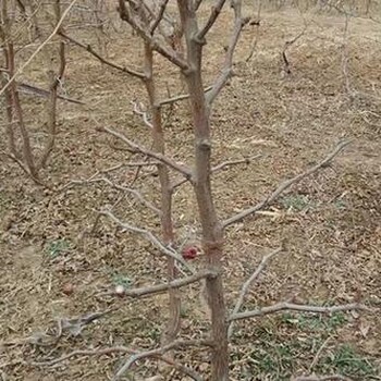 貴州供應(yīng)棗樹苗報價基地批發(fā)