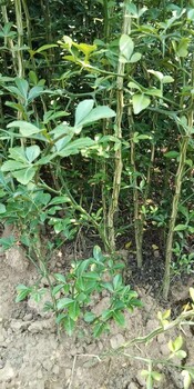 江西枳殼苗種植基地基地批發(fā)苦橙