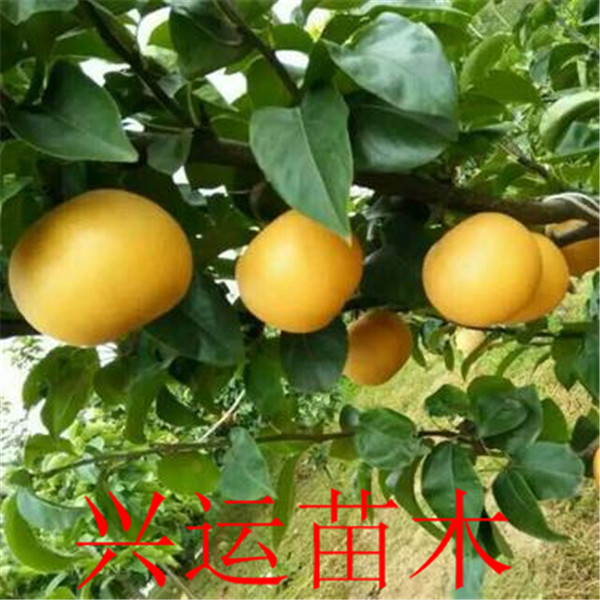 早紅考蜜斯梨苗畝產(chǎn)量、梨樹苗多少錢