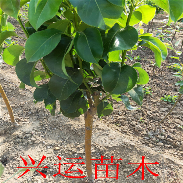 晚秋黃梨苗批發(fā)、早酥紅梨苗哪里有