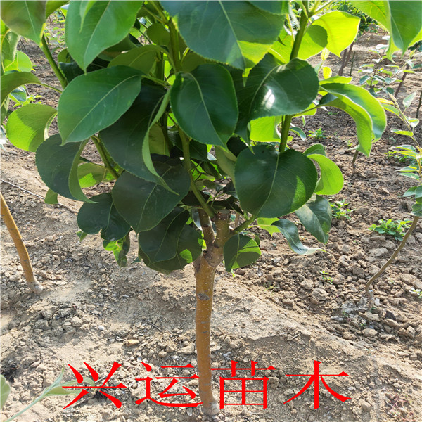 紅香酥梨苗新品種、梨樹苗價格