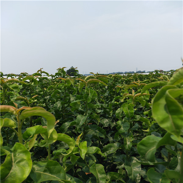 黃金梨苗價(jià)格、玉露香梨苗畝產(chǎn)量