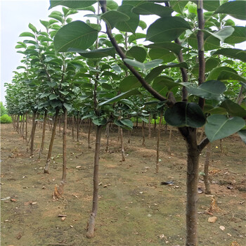 早酥紅梨苗栽培、梨樹苗價(jià)格