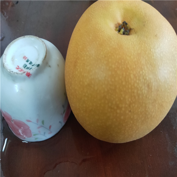 早酥紅梨苗畝產(chǎn)量、黃金梨苗批發(fā)