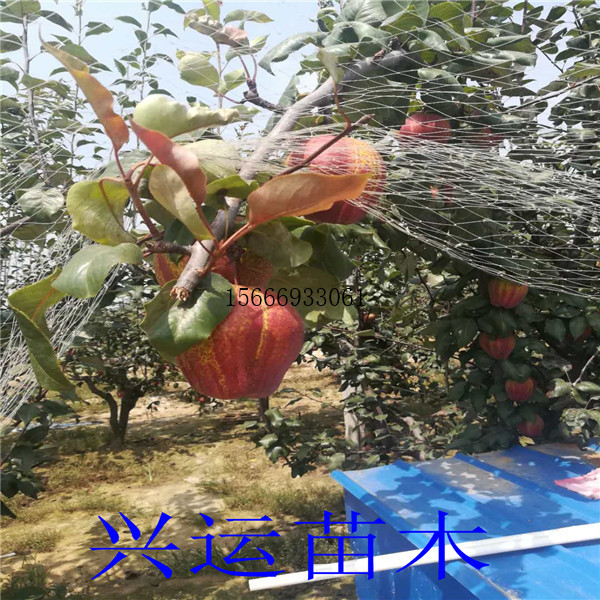 4公分梨樹多少錢、梨樹苗價格