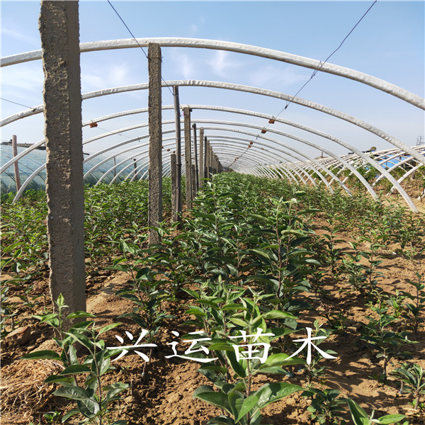 煙富3號(hào)蘋果苗新品種、魯麗蘋果苗4公分蘋果樹