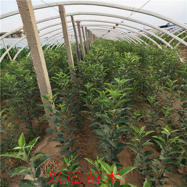 煙富3號(hào)蘋果苗新品種、魯麗蘋果苗4公分蘋果樹