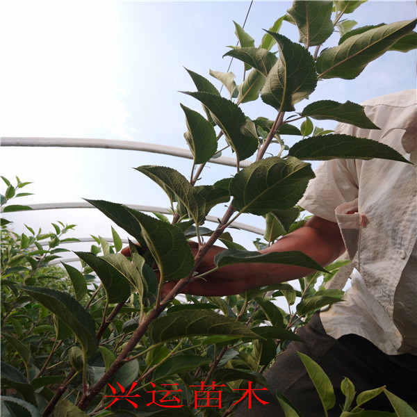 紅肉蘋果苗多少錢一棵魯麗蘋果苗畝產(chǎn)量