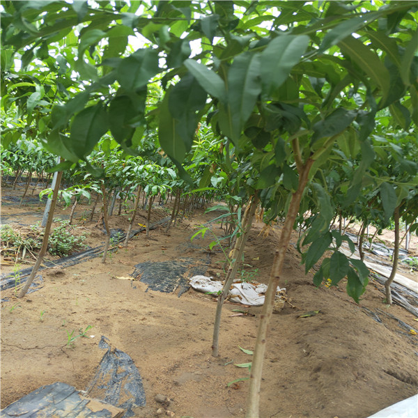 煙富0號(hào)蘋(píng)果苗價(jià)格煙富八號(hào)蘋(píng)果苗批發(fā)