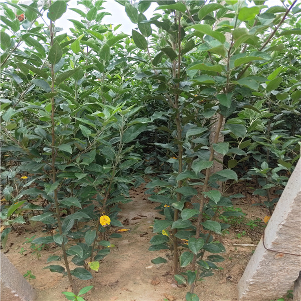 煙富3號(hào)蘋果苗新品種、魯麗蘋果苗4公分蘋果樹