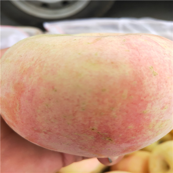蘋(píng)果樹(shù)價(jià)格、中秋王蘋(píng)果苗2公分蘋(píng)果樹(shù)