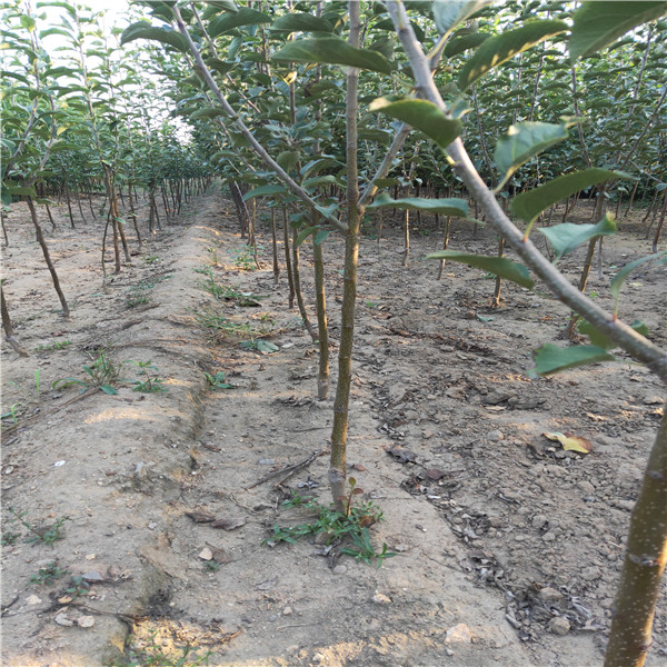 1公分蘋果樹批發(fā)、紅肉蘋果苗3公分蘋果樹