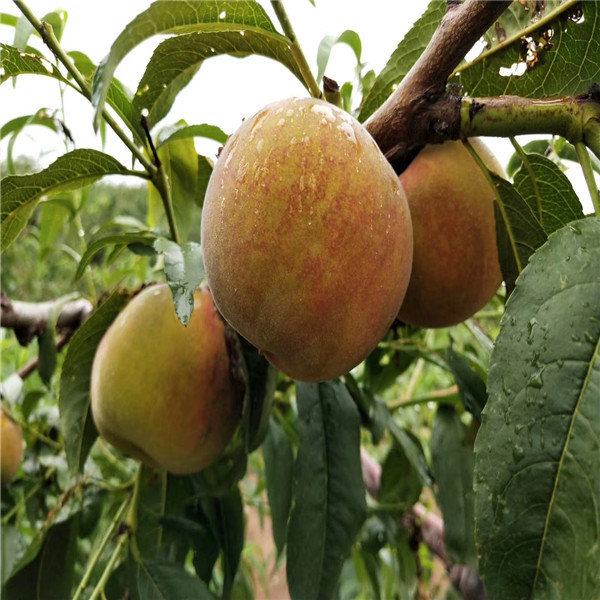 煙富0號(hào)蘋(píng)果苗價(jià)格煙富八號(hào)蘋(píng)果苗批發(fā)