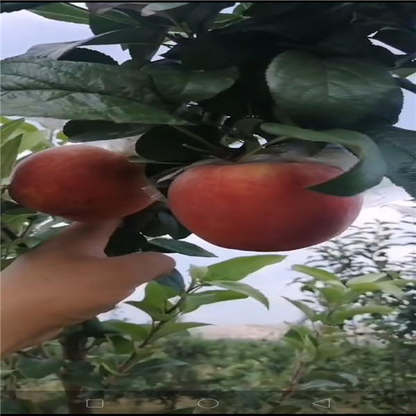 1公分蘋果樹批發(fā)、紅肉蘋果苗3公分蘋果樹