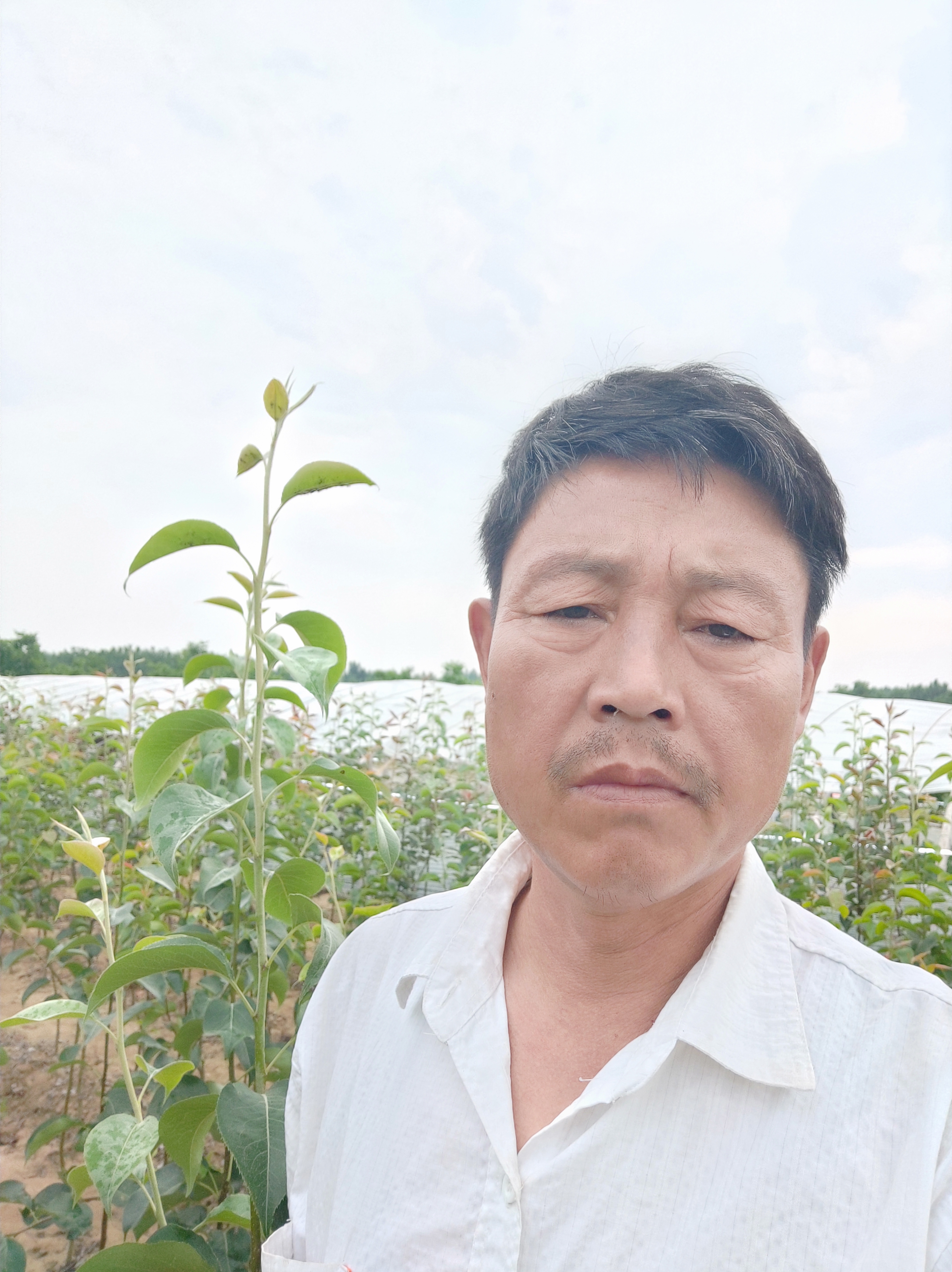 早酥紅梨苗多少錢、秋月梨苗多少錢