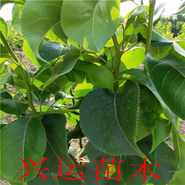 早酥紅梨苗栽培、梨樹苗價(jià)格