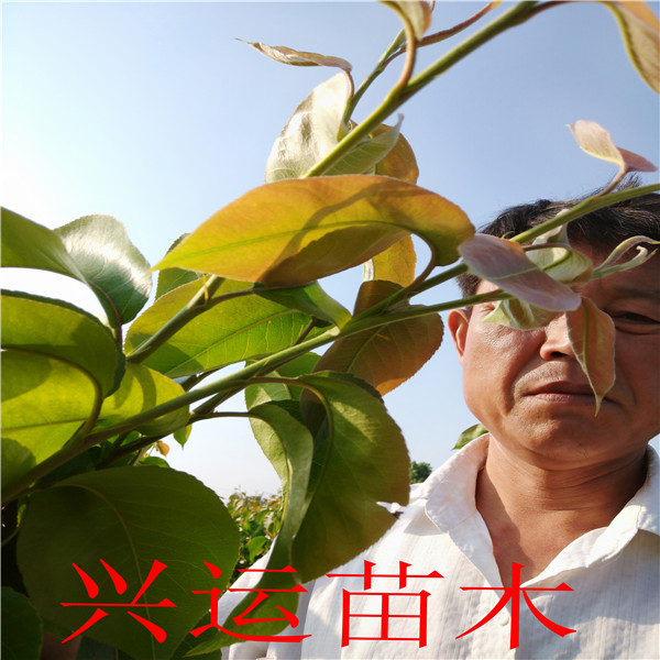 圓黃梨苗畝產量、早酥紅梨苗哪里有