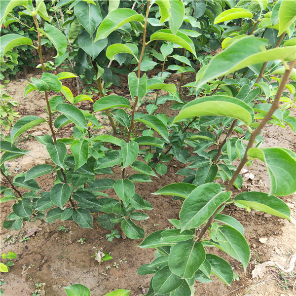 紅香酥梨苗價(jià)格、黃金梨苗哪里有