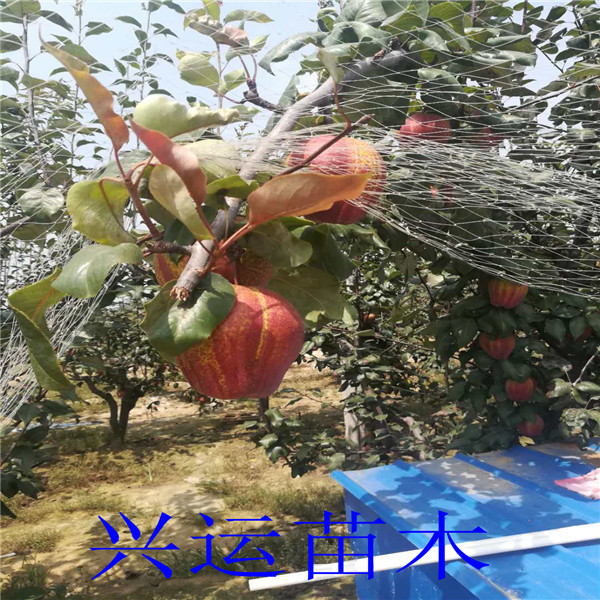4公分梨樹多少錢、梨樹苗價格