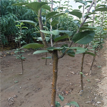 甘肅3年生梨樹苗一棵苗價格