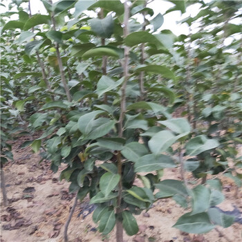 興運(yùn)苗木早酥紅梨 奧紅梨苗錫林郭勒盟梨樹苗