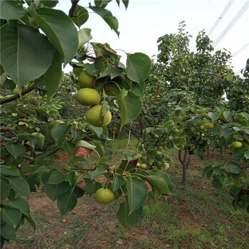 太原梨树苗种植