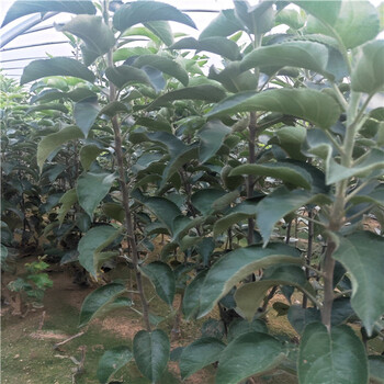 河南1年生苹果苗种植技术