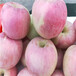 重慶維納斯黃金蘋果苗成苗木產量魯麗蘋果苗