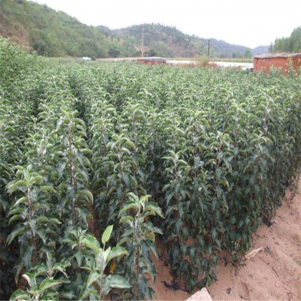 3公分蘋果苗基地批發(fā)哪里有蘋果苗