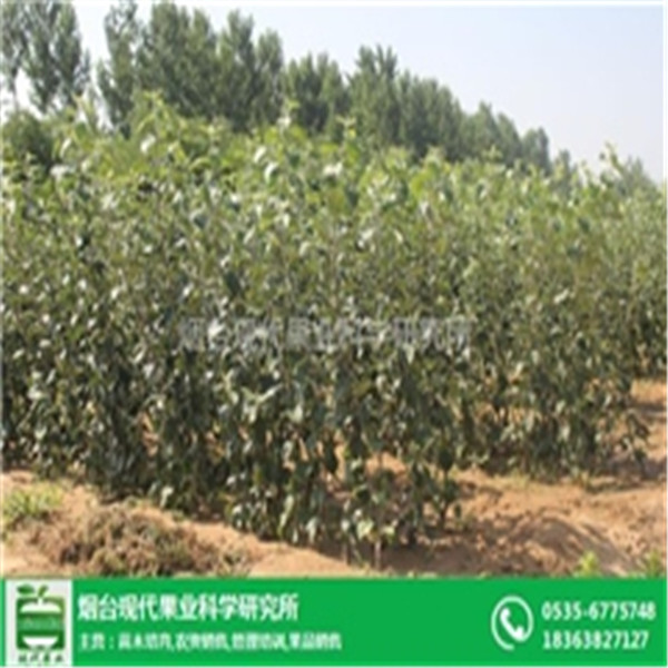 1公分蘋(píng)果苗蘋(píng)果苗管理蘋(píng)果苗哪里便宜