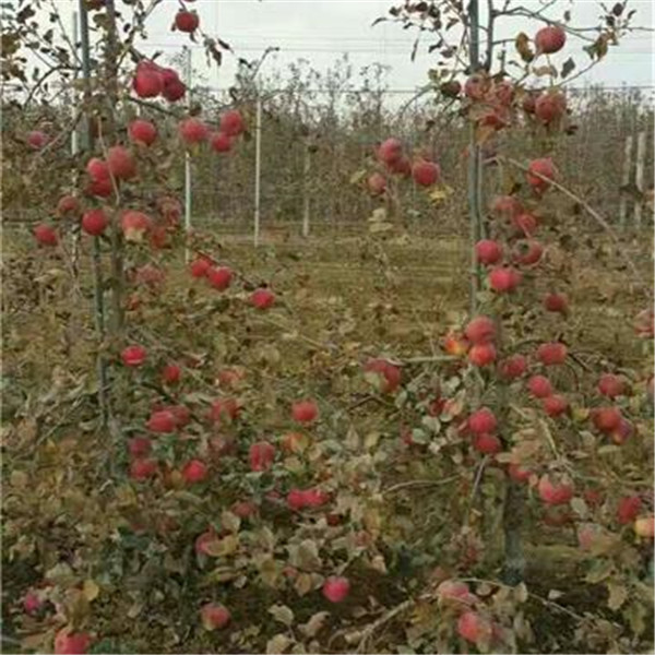 5公分苹果苗怎样种植哪里买苹果苗