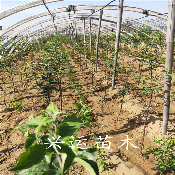 魯麗蘋果苗蘋果苗管理出售蘋果苗