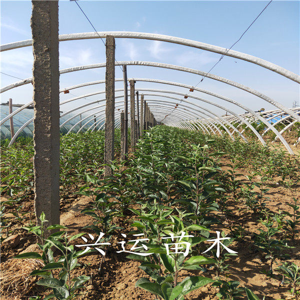 煙富8號蘋果苗蘋果苗管理供應(yīng)蘋果苗