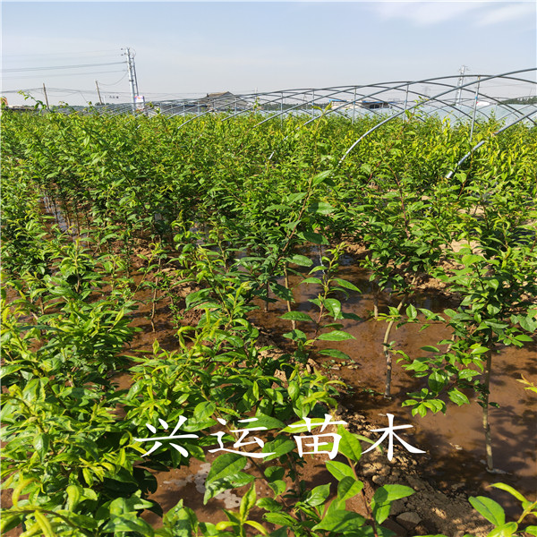 魯麗蘋果苗蘋果苗管理出售蘋果苗