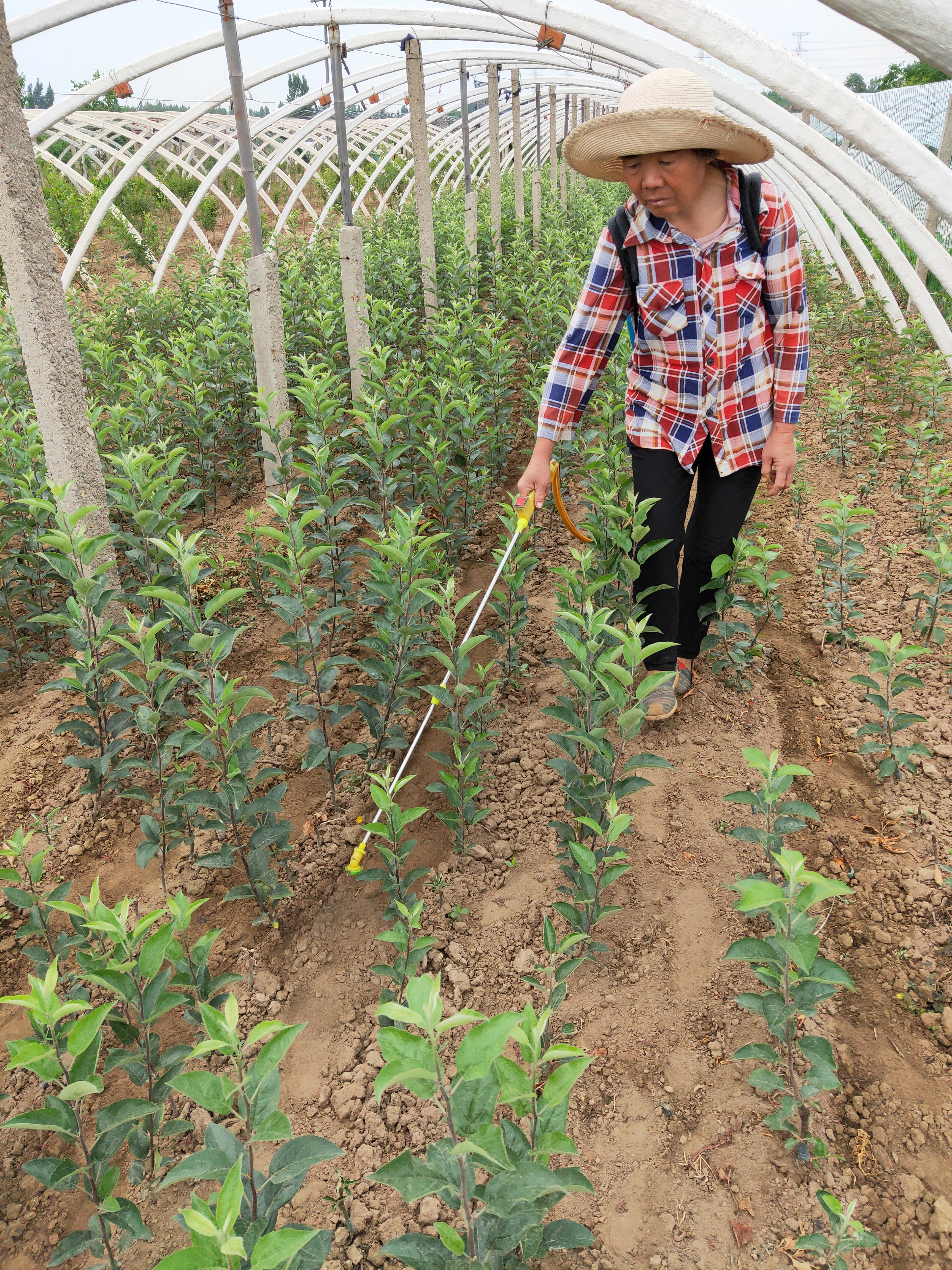 維納斯黃金蘋果苗怎樣種植蘋果苗哪里便宜