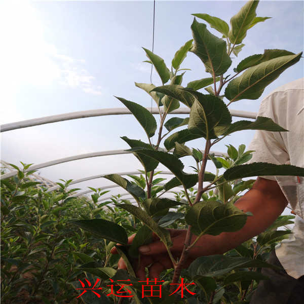 5公分蘋果苗蘋果苗哪里便宜