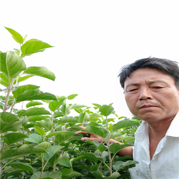 蜜脆蘋果苗蘋果苗種植哪里有蘋果苗