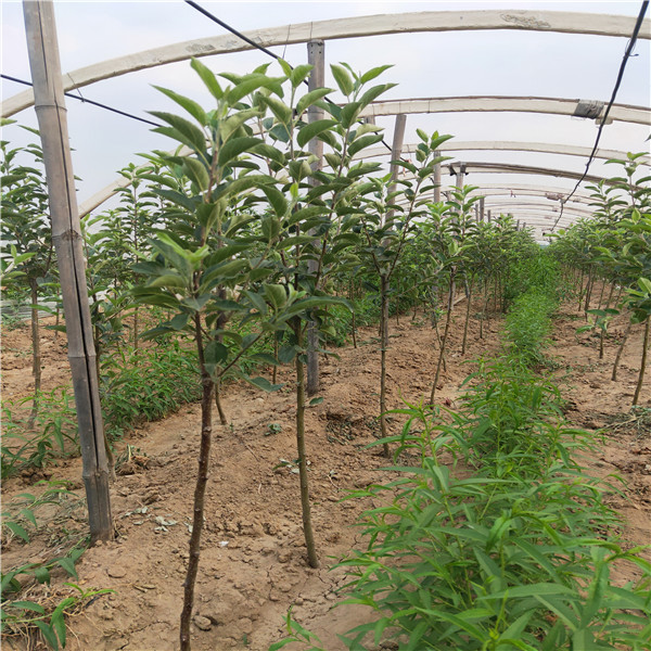 5公分苹果苗怎样种植哪里买苹果苗