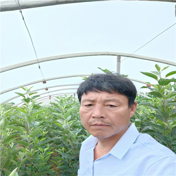 煙富8號蘋果苗蘋果苗管理供應(yīng)蘋果苗