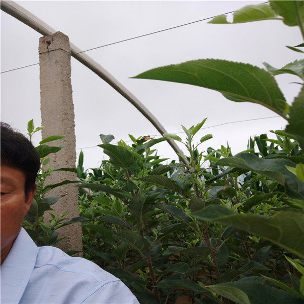 蜜脆蘋果苗蘋果苗種植出售蘋果苗