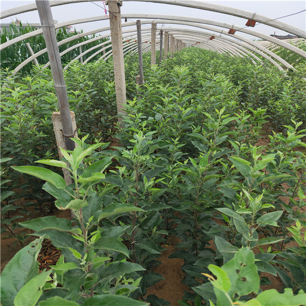 蜜脆蘋果苗蘋果苗種植哪里有蘋果苗