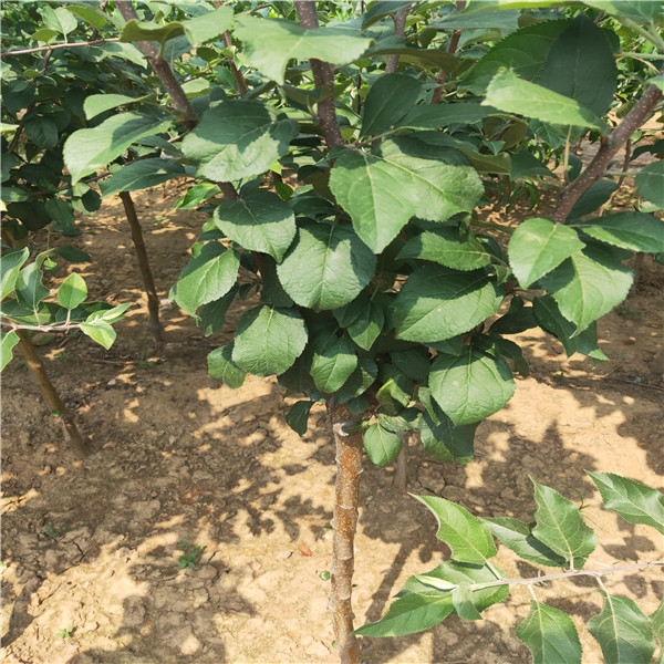 3公分蘋果苗基地批發(fā)哪里有蘋果苗