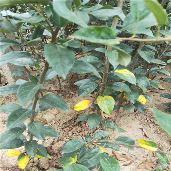 2公分蘋果