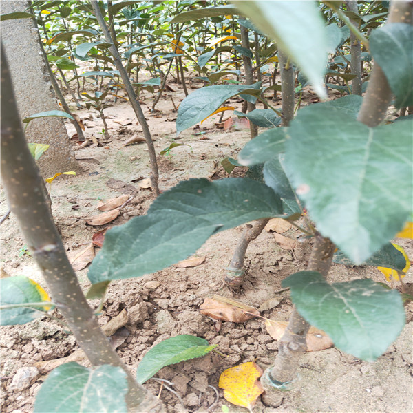 新紅星蘋果苗怎樣種植供應(yīng)蘋果苗