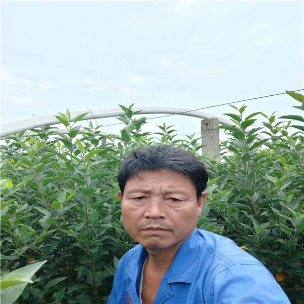 蜜脆蘋果苗蘋果苗種植哪里有蘋果苗