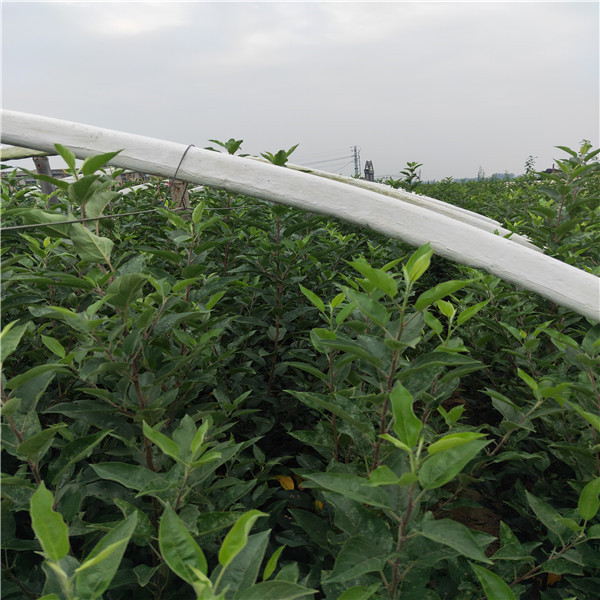 新紅星蘋果苗一畝地栽多少棵哪里有蘋果苗